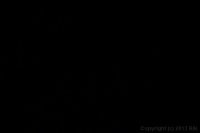 Black Girl with Huge Ass Getting Dicked Down Image