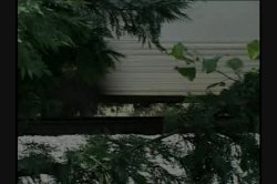 Captura de 'Premium Black Pussy Search 2' nº 5