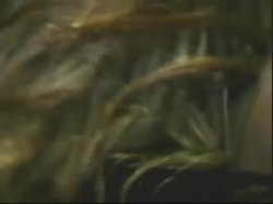 'Puss-N-Boots' screenshot nº 40