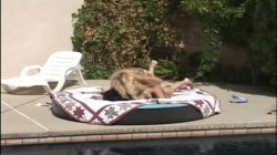 'Poolside Kombat - Misty Knights Vs. Taylor St. Claire' screenshot nº 35