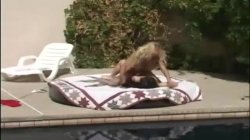 'Poolside Kombat - Misty Knights Vs. Taylor St. Claire' screenshot nº 71