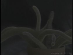 Captura de 'She-Male Nymphos' nº 120