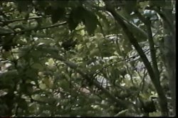 'Rock Hard Triple Feature' screenshot nº 26