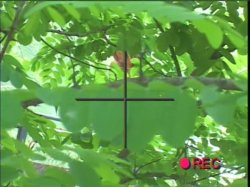 Captura de 'Video Adventures Of Peeping Tom 37' nº 49