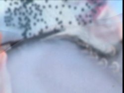Captura de 'Cheeks 12' nº 46