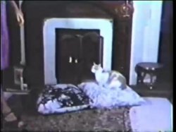 Captura de 'Peepshow Loops 630: '70s and '80s (All Color)' nº 117