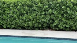 'My Sexy Neighbor Needed a Hot Facial by the Pool' screenshot nº 3