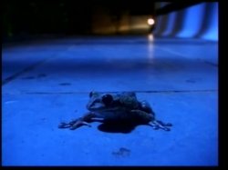 Captura de 'Hustler Platinum: Brazilian Snake 2' nº 103