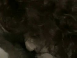 'Licking Lesbians' screenshot nº 60