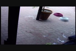 'Seymore Butts' Blue Ribbon Butt Fucks #5' screenshot nº 131