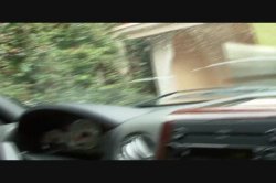 Captura de 'MILFs In Heat 4' nº 27