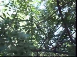 'Real Naturals 20' screenshot nº 2