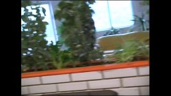 Captura de 'Autoscuola Del Cazzo' nº 2
