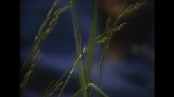 'Having It All' screenshot nº 47
