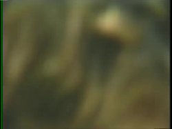Captura de 'Ginger Lynn Up Close & Personal' nº 31