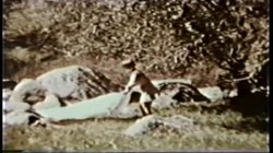 Captura de 'Peepshow Loops 45: 1970's (Color)' nº 13