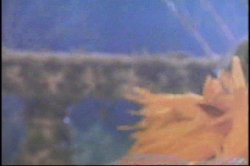 'Hot Cherry Pies' screenshot nº 54