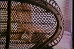 'Cult 70s Porno Director 10: Carlos Tobalina' screenshot nº 127