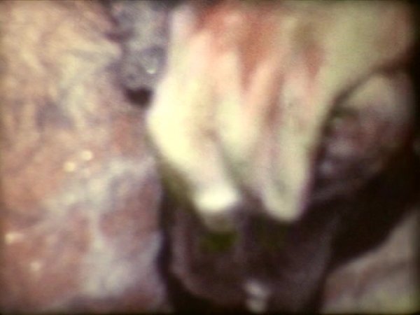 Free Video Preview image 7 from Sex Rated Home Movies 3