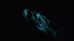 Captura de 'American Bukkake 36' nº 97