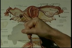 'Nina Hartley's Guide to Better Cunnilingus' screenshot nº 9
