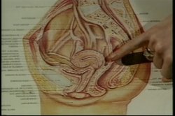 'Nina Hartley's Guide to Better Cunnilingus' screenshot nº 17