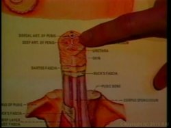 Captura de 'Nina Hartley's Guide to Better Fellatio' nº 26