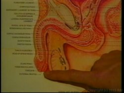 Captura de 'Nina Hartley's Guide to Better Fellatio' nº 28