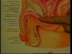 Captura de 'Nina Hartley's Guide to Better Fellatio' nº 29