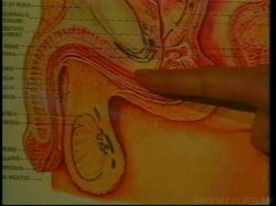 Captura de 'Nina Hartley's Guide to Better Fellatio' nº 39