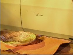 'Latin Girls 6' screenshot nº 66
