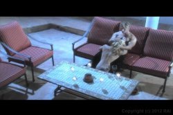 Captura de 'Playgirl: Surrender to Lust' nº 65