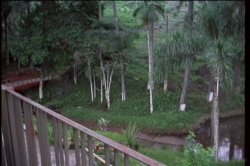 Captura de 'Wild She Males Of Brazil 2' nº 123