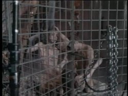 Captura de 'Jenna Loves Rocco' nº 87