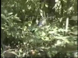 Captura de 'Scale Bustin Babes 5' nº 37