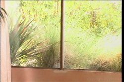 'Kittens 11' screenshot nº 58