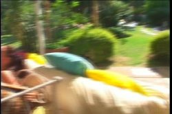 'Rocco's Nasty Tails 8' screenshot nº 95