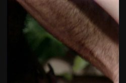 Captura de 'Daughters of Emmanuelle' nº 14