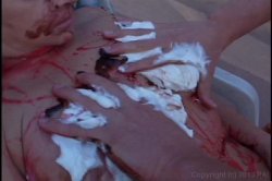 'Hooter Nation' screenshot nº 105