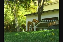 Captura de 'White Panty Chronicles 10' nº 67