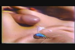 Captura de 'Erotic World of Seka, The' nº 85