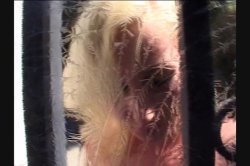 'Joey Silvera's Service Animals 22' screenshot nº 2