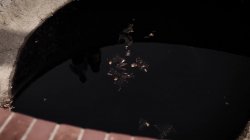 Captura de 'Last House On the Right' nº 8