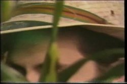 'Keli Stewart Triple Feature' screenshot nº 51
