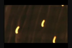 'Big Member' screenshot nº 88