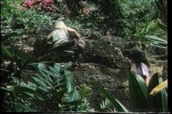 Captura de 'Ginger Lynn's Tropical Nights' nº 41