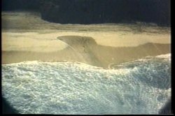 Captura de 'Ginger Lynn's Tropical Nights' nº 73