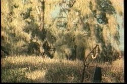 Captura de 'Ginger Lynn's Tropical Nights' nº 24
