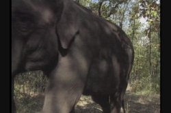 Captura de 'Queen of the Elephants' nº 25