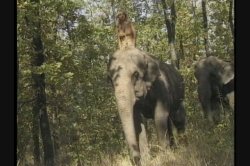 Captura de 'Queen of the Elephants' nº 40